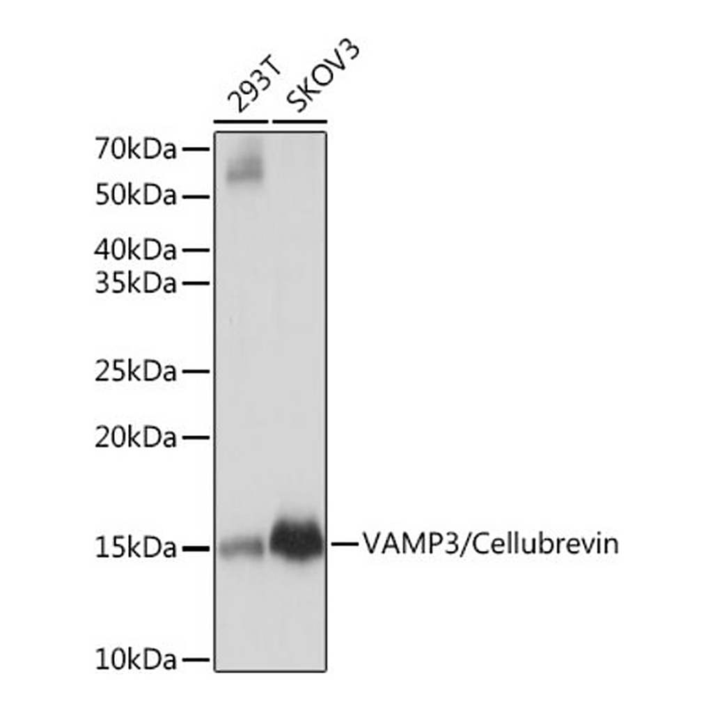 Merck Anti-VAMP3/Cellubrevin Antibody, clone 2H8R8, Rabbit Monoclonal