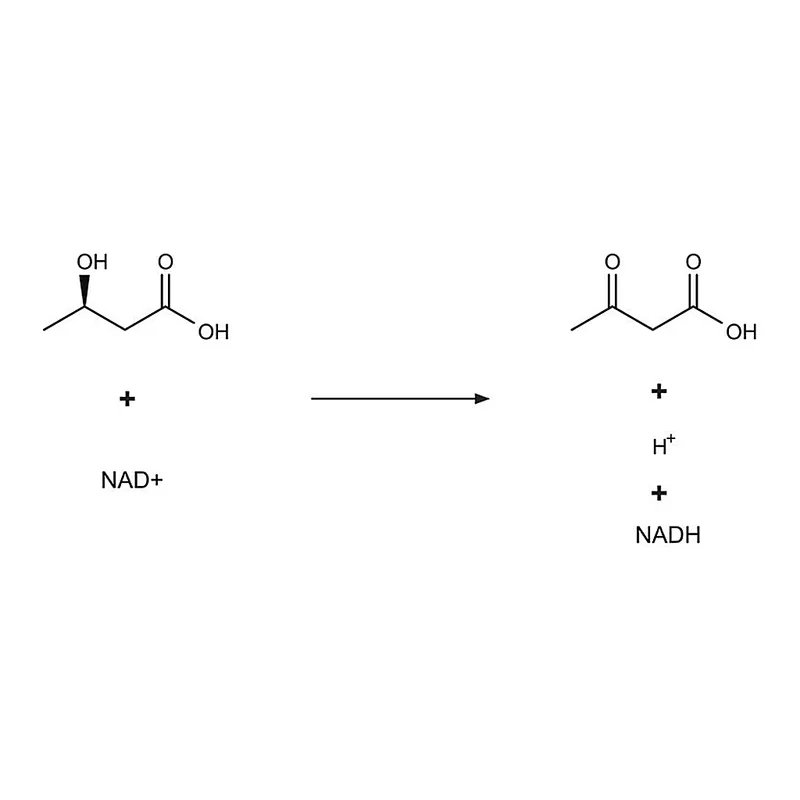 Merck beta-Hydroxybutyrate Dehydrogenase from Pseudomonas lemoignei