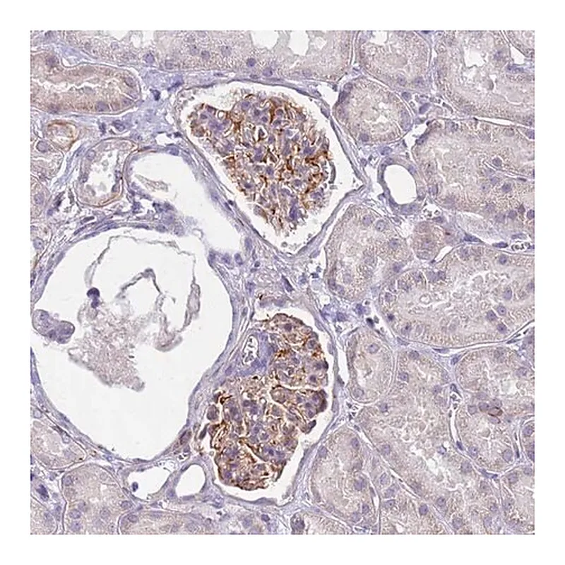 Merck Anti-UBXN2B antibody produced in rabbit