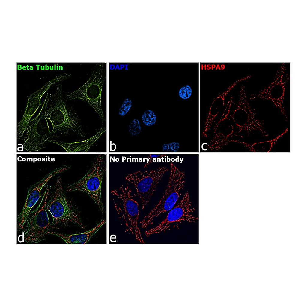Thermo Fisher Scientific Rabbit anti-Mouse IgG Recombinant Secondary Antibody, Alexa Fluor Plus 488