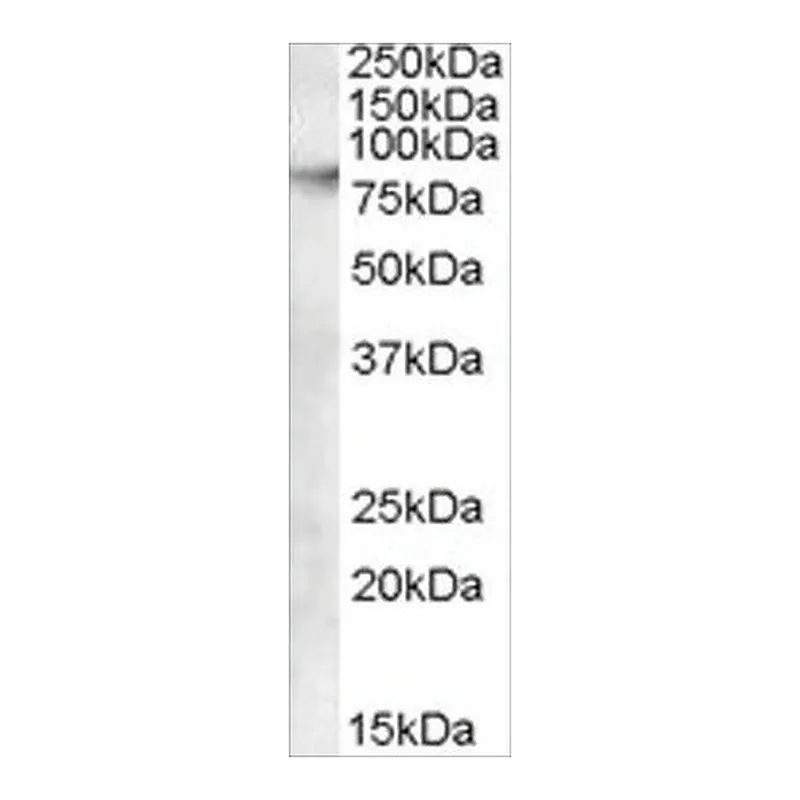 Merck Anti-ABCB5 antibody produced in goat