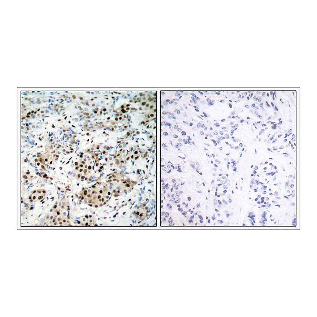 Merck Anti-phospho-CREB1 (pSer133) antibody produced in rabbit