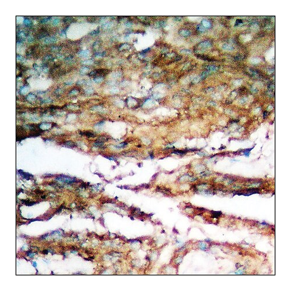 Merck Anti-phospho-Smad3 (pSer204) antibody produced in rabbit