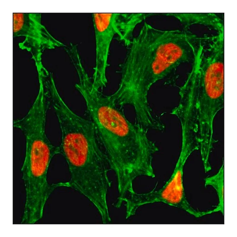 Merck Anti-Acetyl-Histone H2B (Lys23) antibody, Rabbit monoclonal