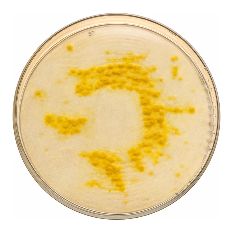 Merck Cetrimide AgarNutriSelect Plus