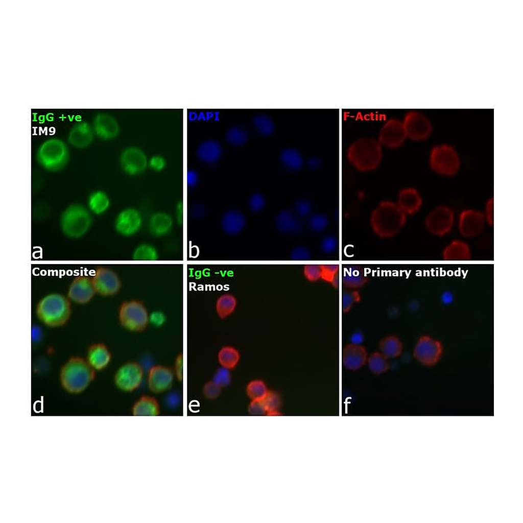 Thermo Fisher Scientific F(ab`)2-Goat anti-Human IgG (H+L) Secondary Antibody