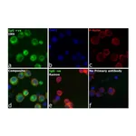 Thermo Fisher Scientific F(ab`)2-Goat anti-Human IgG (H+L) Secondary Antibody