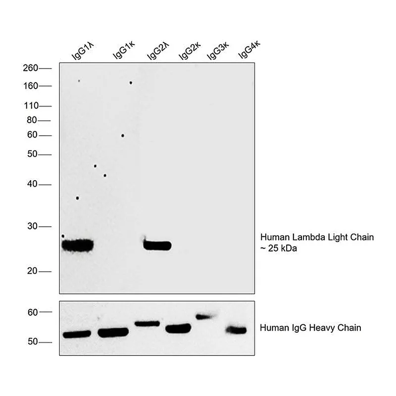 Thermo Fisher Scientific Mouse anti-Human Lambda Light Chain Secondary Antibody
