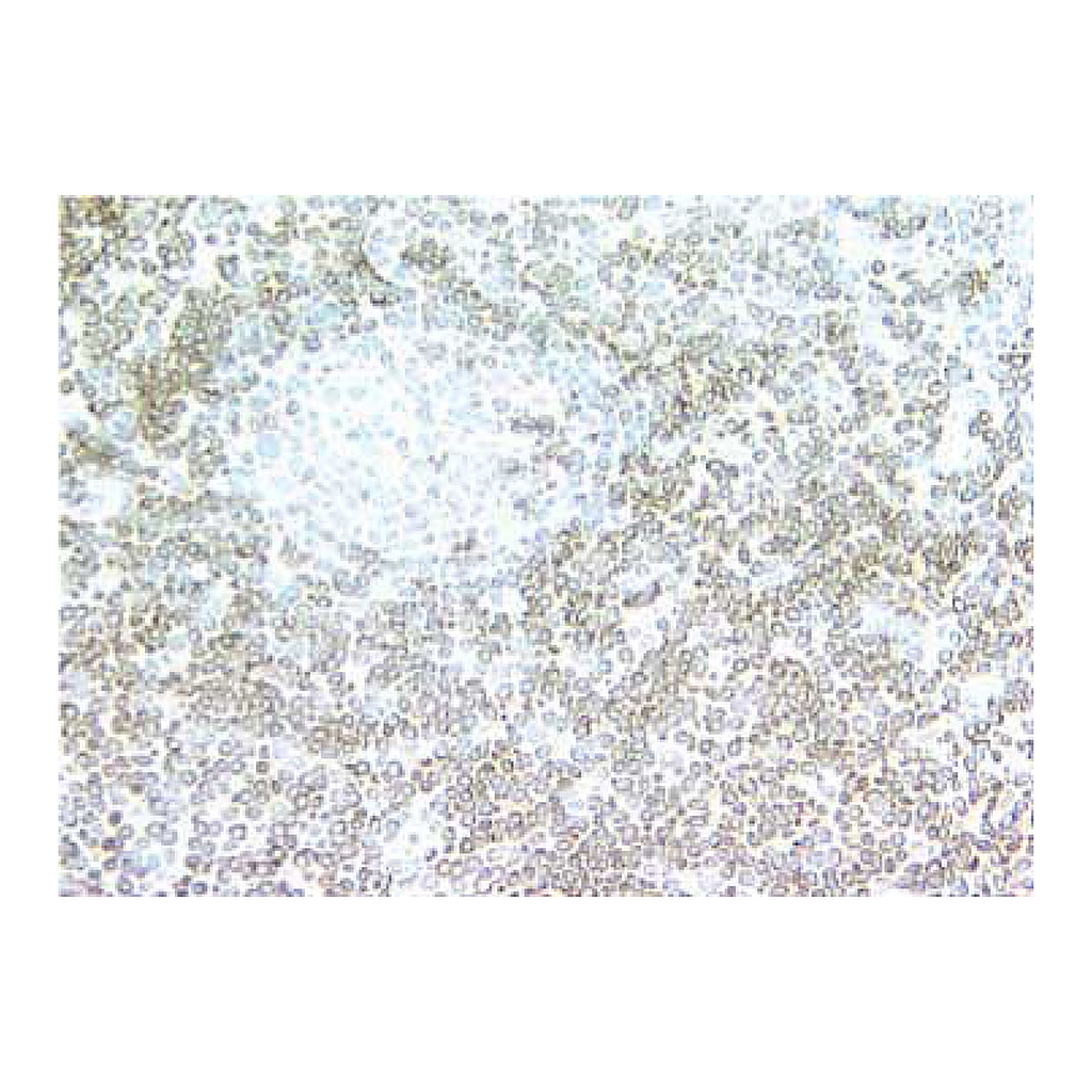 BD Purified Mouse Anti-Human CD3