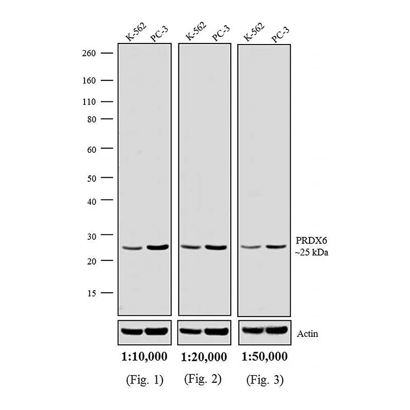 Thermo Fisher Scientific Goat anti-Rabbit IgG (H+L) Highly Cross-Adsorbed Secondary Antibody, Biotin