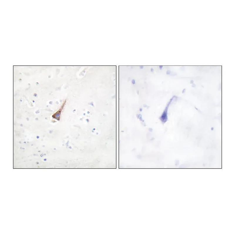 Merck Anti-PTP1B antibody produced in rabbit