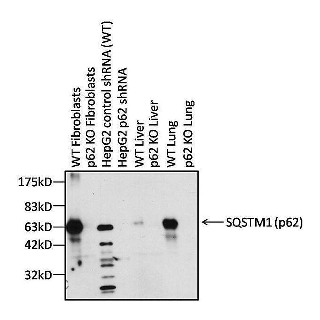 Thermo Fisher Scientific Goat anti-Rabbit IgG F(ab`)2 Secondary Antibody, HRP