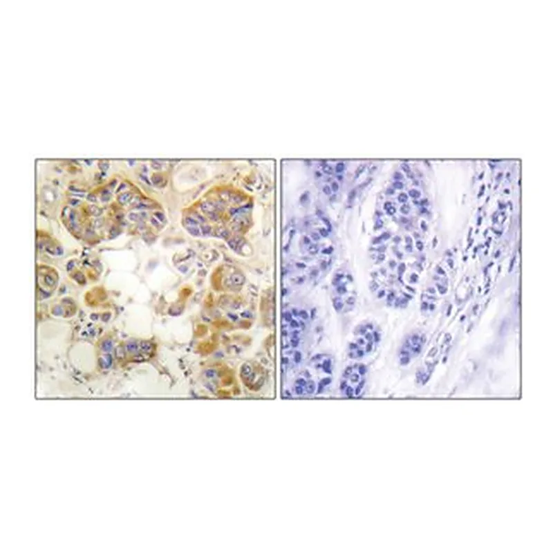 Merck ANTI-COLLAGEN I ANTIBODY PROD IN RAB