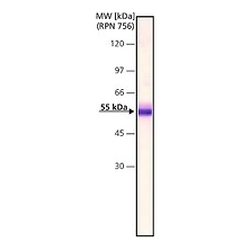 Merck ANTI-FACTOR IX ANTIBODY, MOUSE MONOCLON&