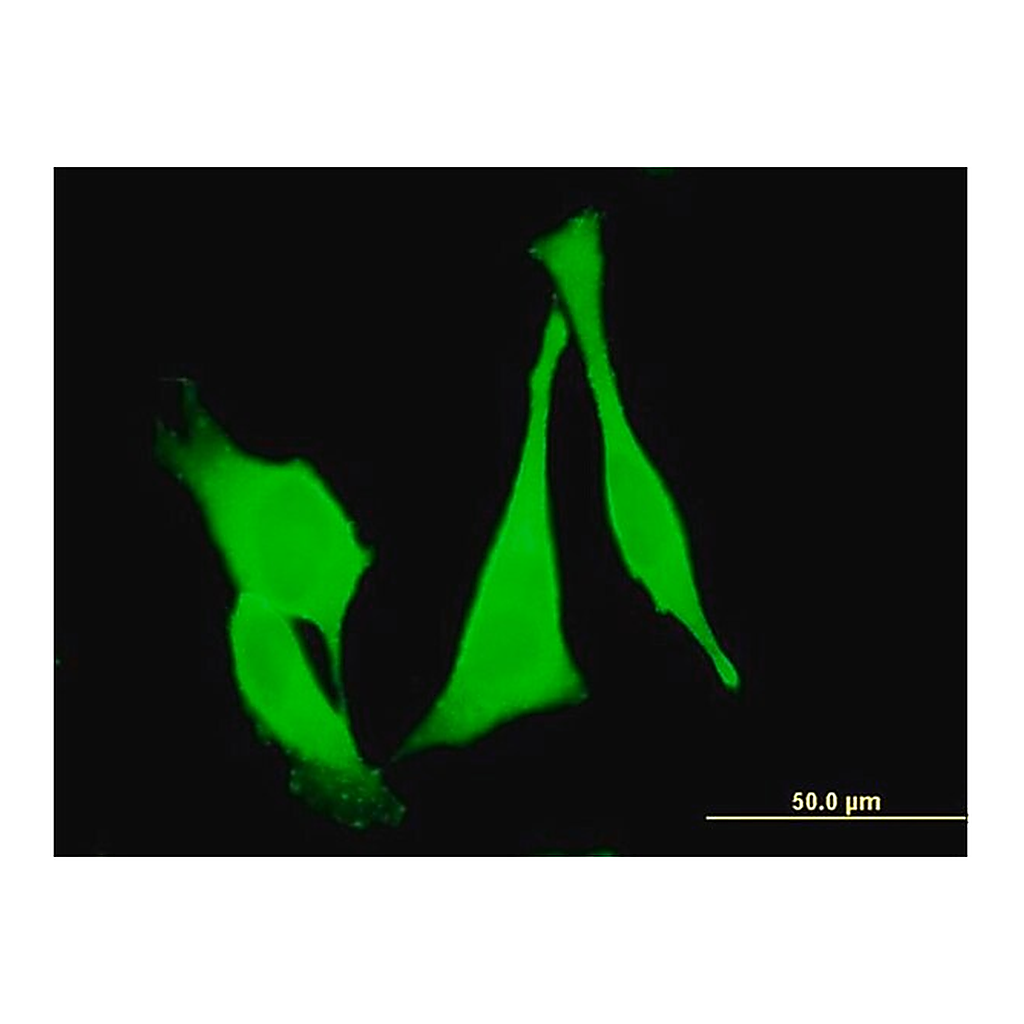 Merck Monoclonal Anti-FZD3 antibody produced in mouse
