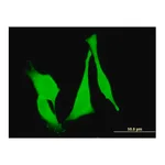 Merck Monoclonal Anti-FZD3 antibody produced in mouse