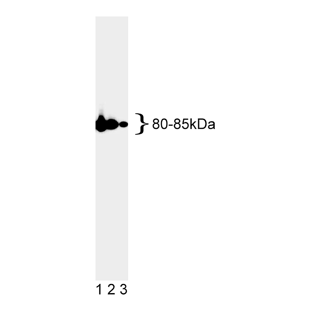 BD Purified Mouse Anti-MLH-1 with Control