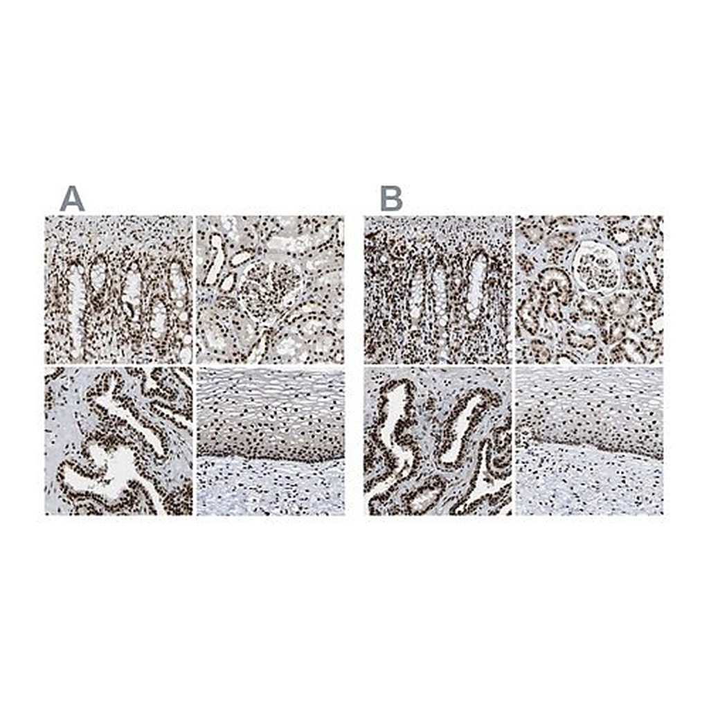 Merck Anti-NUMA1 antibody produced in rabbit