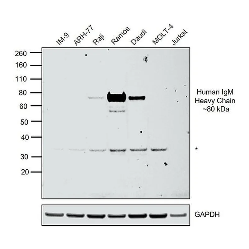 Thermo Fisher Scientific Mouse anti-Human IgM Secondary Antibody