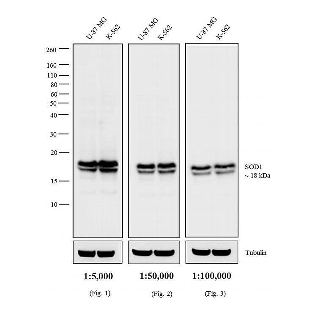 Thermo Fisher Scientific Rabbit anti-Mouse IgG (H+L) Secondary Antibody, HRP