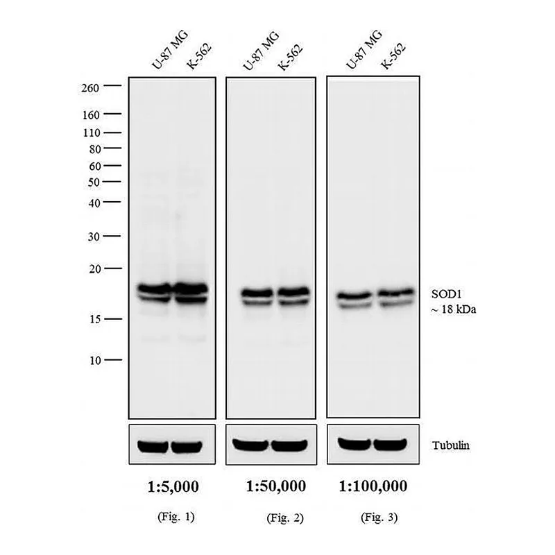 Thermo Fisher Scientific Rabbit anti-Mouse IgG (H+L) Secondary Antibody, HRP