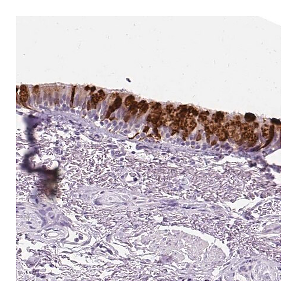 Merck Anti-SCGB1A1 antibody produced in rabbit