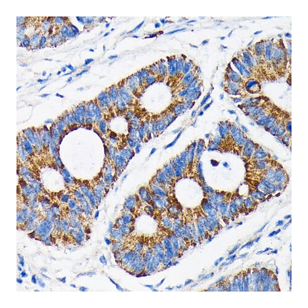 Merck Anti- Bax antibody produced in rabbit