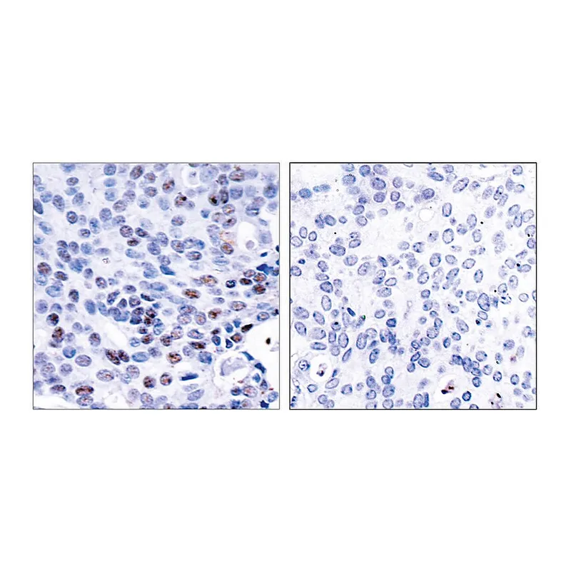 Merck Anti-NF-kappaB p105 antibody produced in rabbit