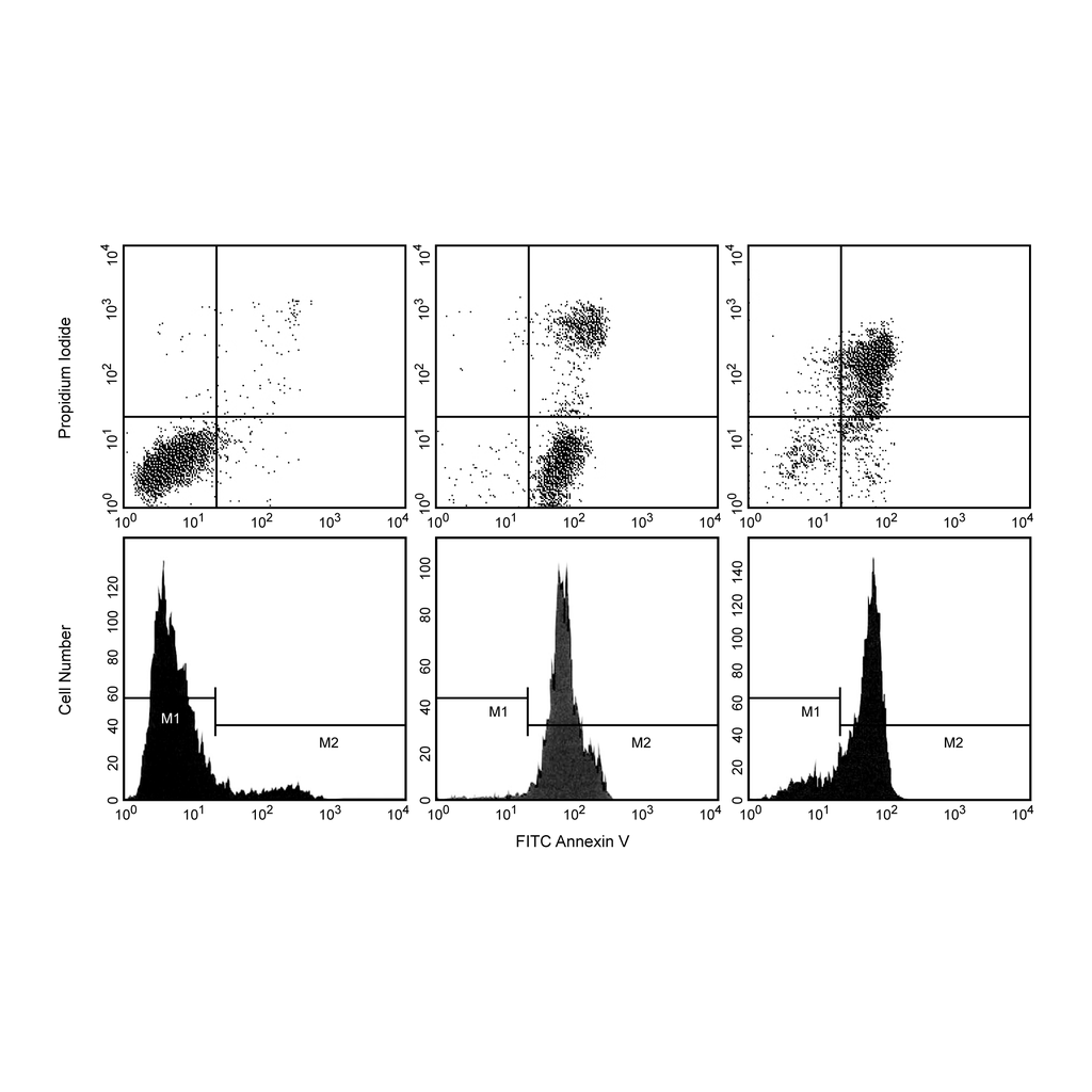 BD FITC Annexin V