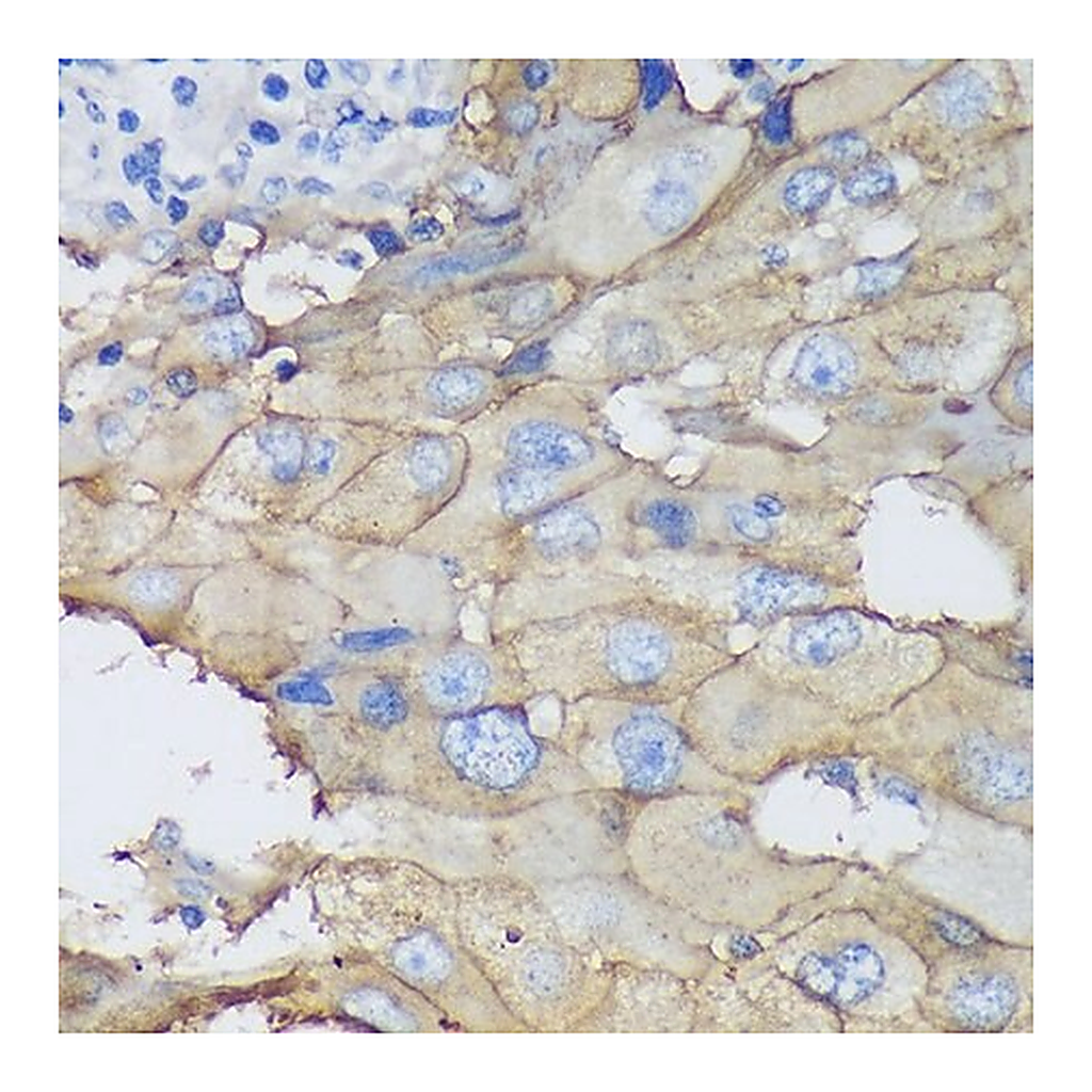 Merck Anti-CEACAM5 antibody produced in mouse
