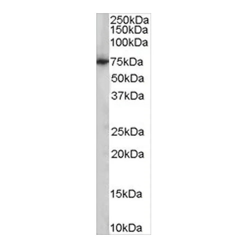 Merck Anti-PCK2/PEPCK-M antibody produced in goat