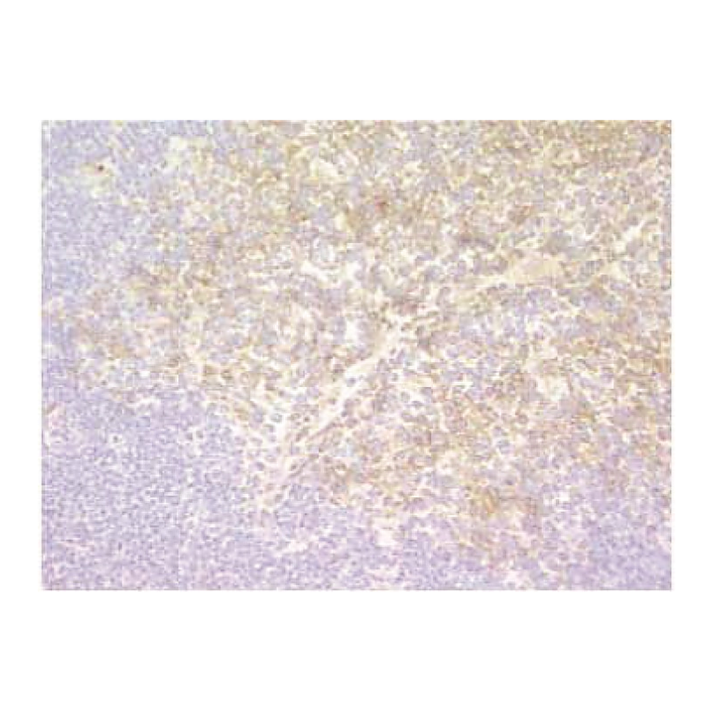 BD Biotin Mouse Anti-Mouse H-2K[b]