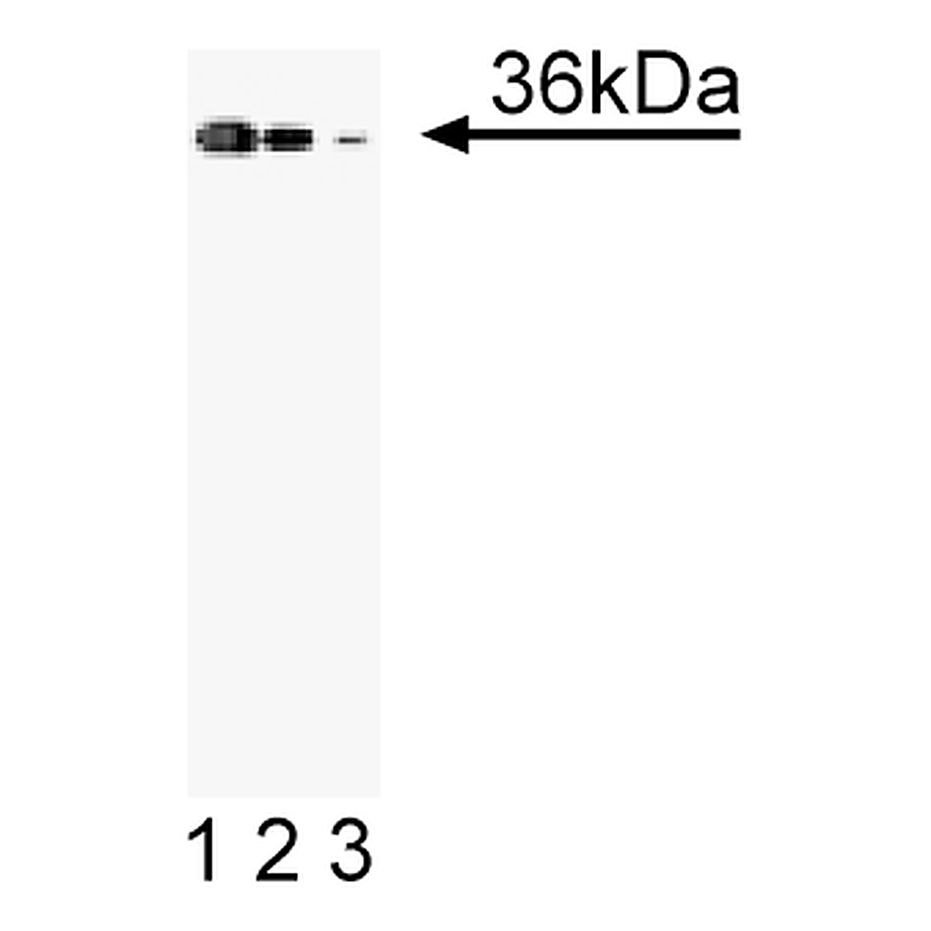 BD Purified Mouse Anti-Annexin II