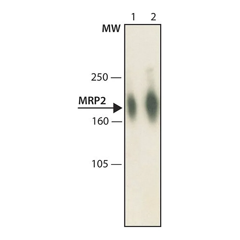Merck Anti-MRP2 antibody, Mouse monoclonal