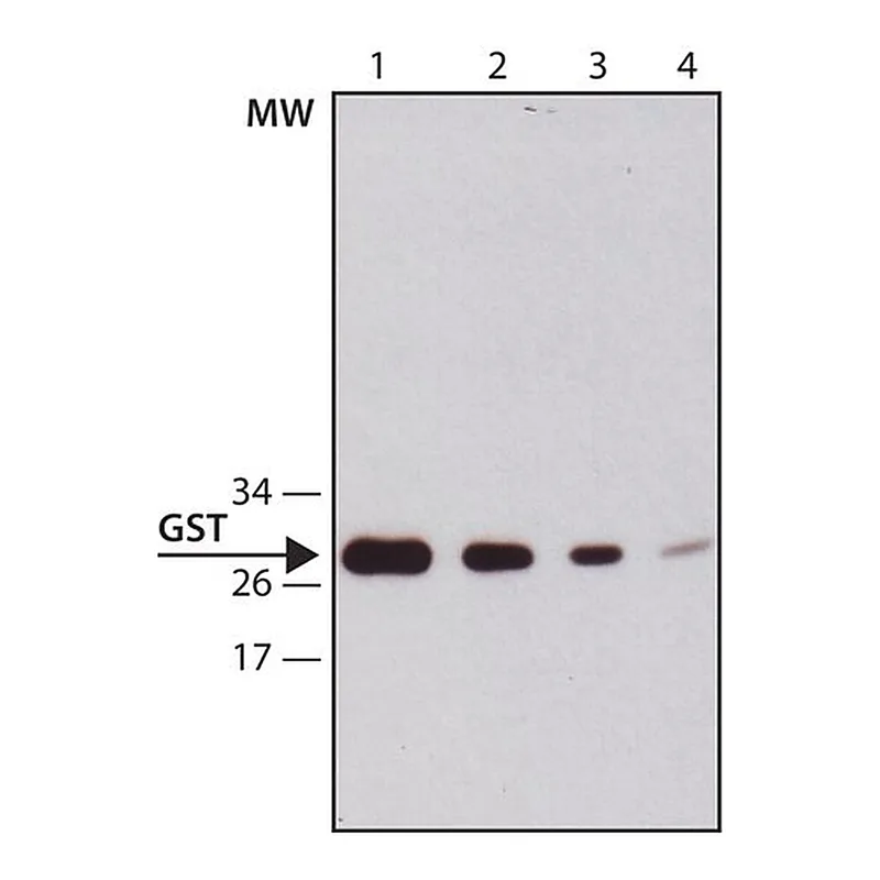 Merck Anti-Glutathione-S-transferase (GST) antibody, Mouse monoclonal