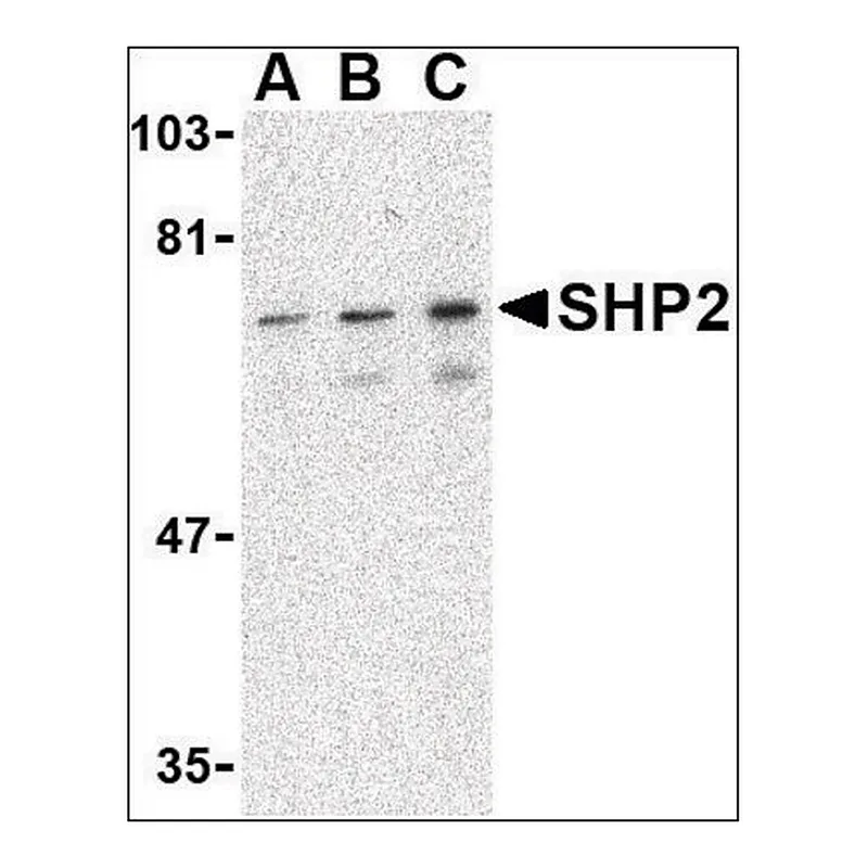 Merck Anti-SHP2 (ab1) antibody produced in rabbit