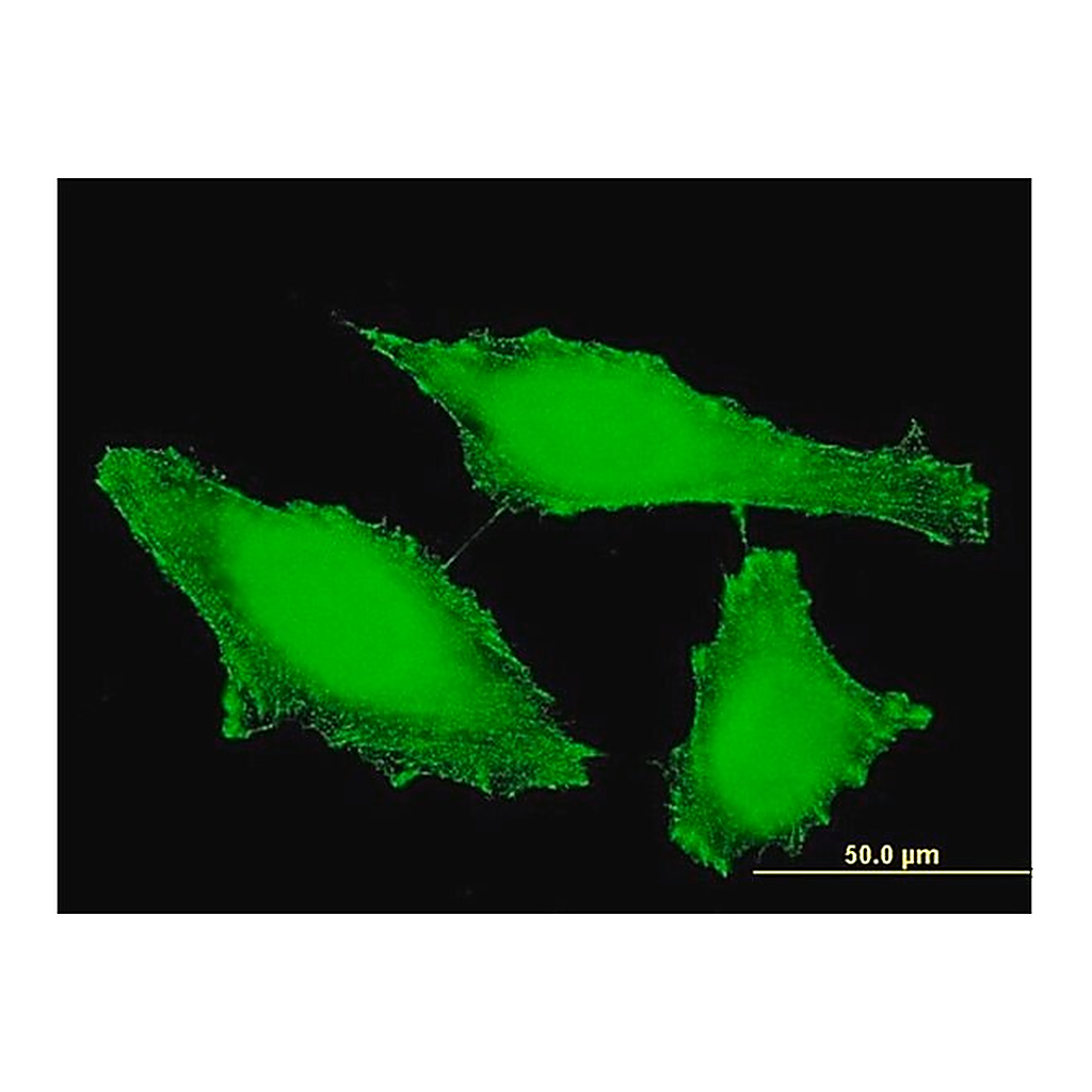 Merck Monoclonal Anti-PTPRE antibody produced in mouse