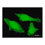 Merck Monoclonal Anti-PTPRE antibody produced in mouse