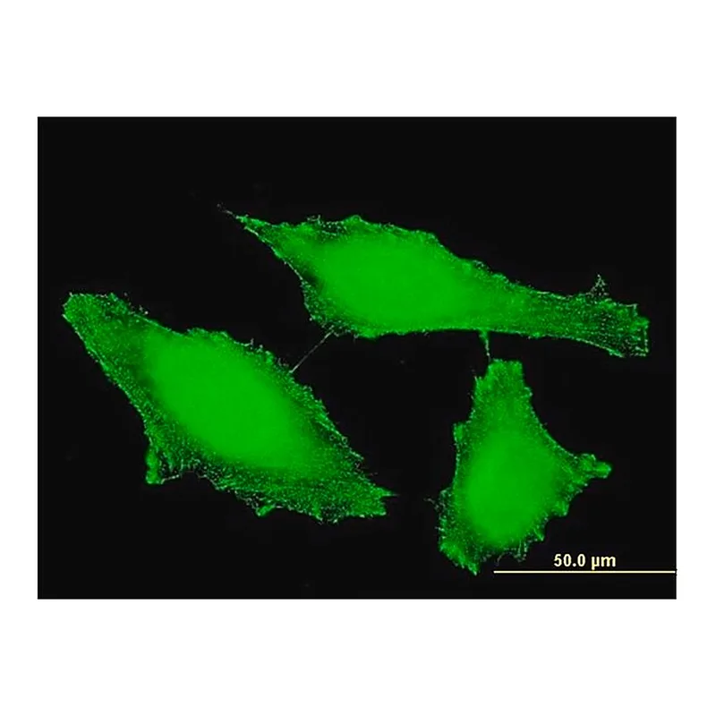 Merck Monoclonal Anti-PTPRE antibody produced in mouse