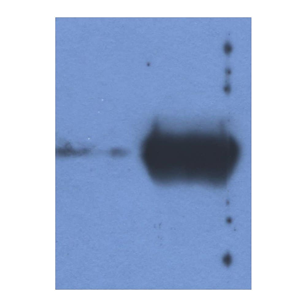 Thermo Fisher Scientific Mouse anti-Bovine Ig (Light chain) Secondary Antibody