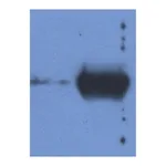 Thermo Fisher Scientific Mouse anti-Bovine Ig (Light chain) Secondary Antibody