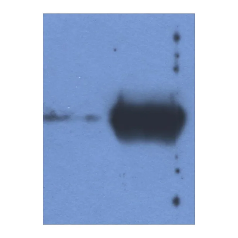 Thermo Fisher Scientific Mouse anti-Bovine Ig (Light chain) Secondary Antibody