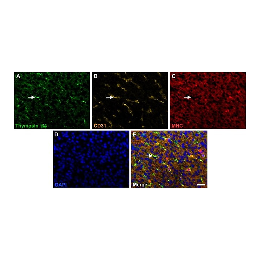 Thermo Fisher Scientific Donkey anti-Sheep IgG (H+L) Cross-Adsorbed Secondary Antibody, Alexa Fluor 555