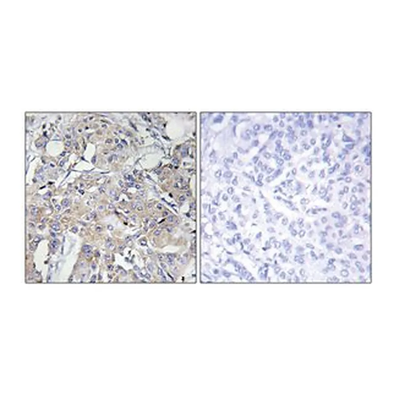 Merck ANTI-COLLAGEN VI ALPHA3