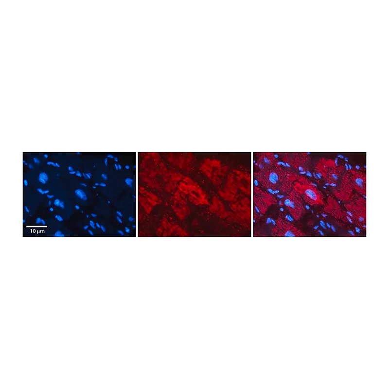 Merck Anti-NFATC1 (ab1) antibody produced in rabbit