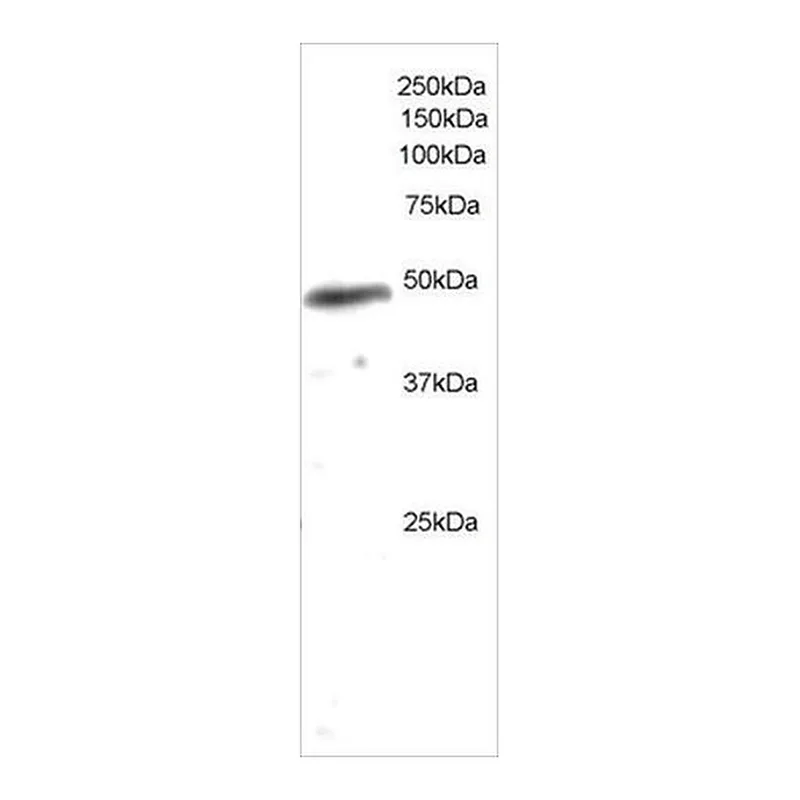 Merck Anti-NCF1/P47PHOX antibody produced in goat