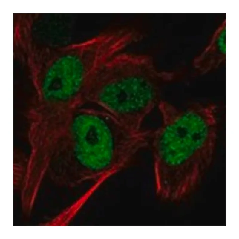 Merck Anti-INTS13 antibody produced in rabbit