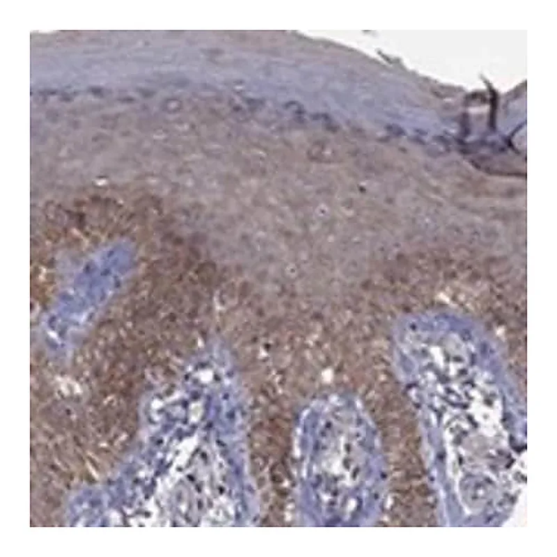 Merck Anti-TSNARE1 antibody produced in rabbit