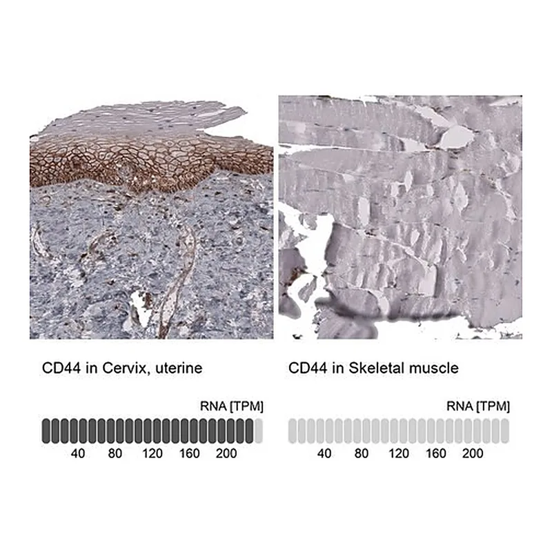 Merck Anti-CD44 antibody produced in mouse