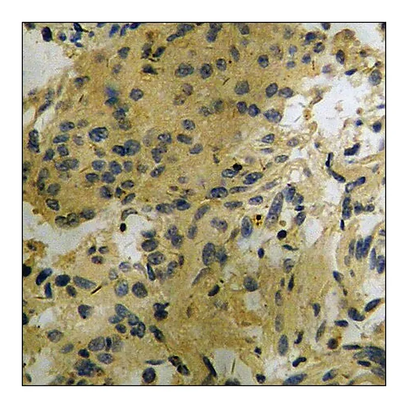 Merck Anti-phospho-CDC25B (pSer353) antibody produced in rabbit